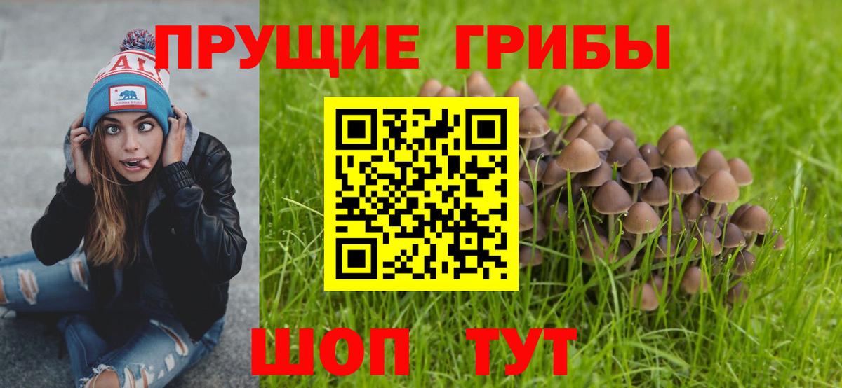 Псилоцибиновые грибы прущие грибы Ленинск-Кузнецкий